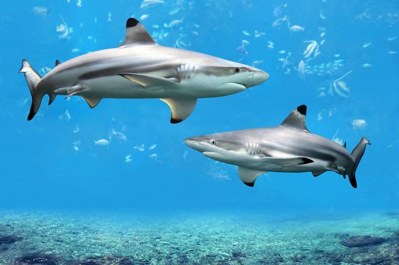 Blacktip Shark