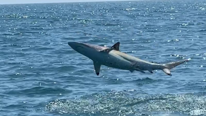 Spinner Shark