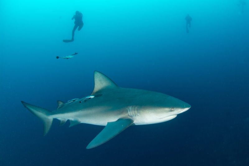 Bull Sharks: The Freshwater Explorers