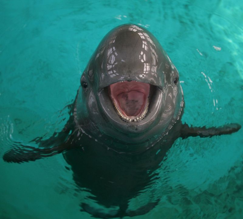 Yangtze Finless Porpoise – China's Smiling River Guardian