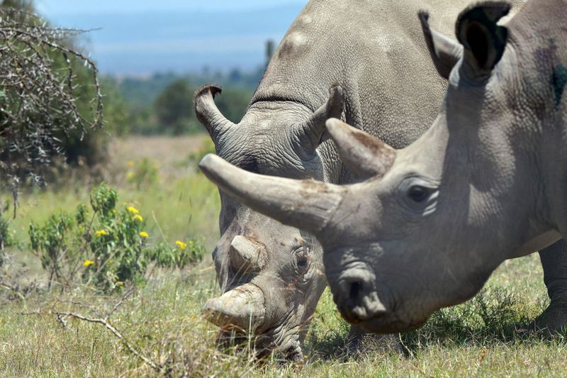 Northern White Rhino – Down to the Final Two