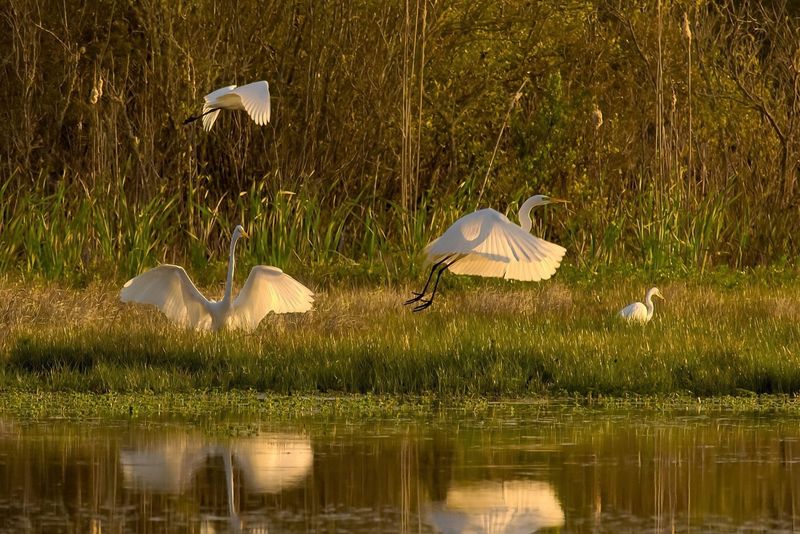 Reed Bingham State Park