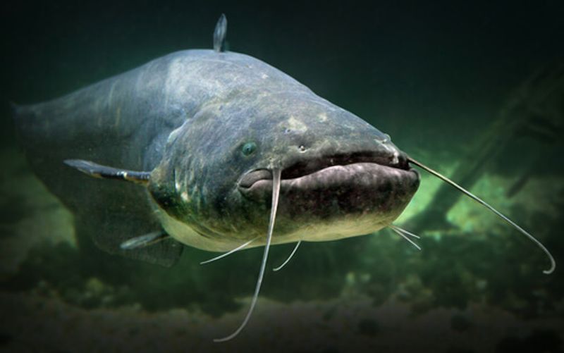Channel Catfish: Bottom-Dwelling Cleaners