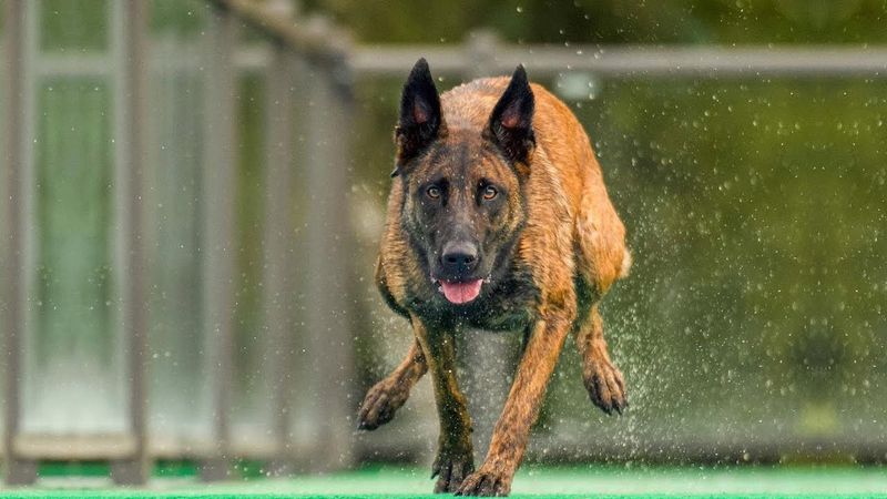 Belgian Malinois