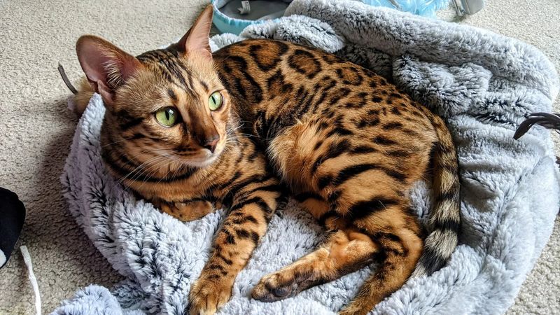 Bengal