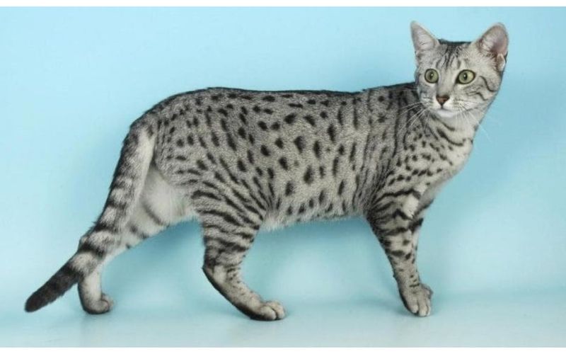 Egyptian Mau