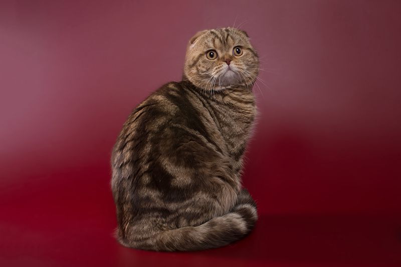 Scottish Fold