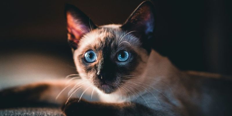 Siamese: Vocal Navigators
