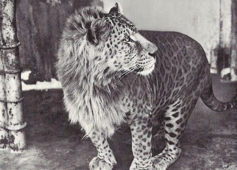 Jaglions: The Spotted Kings