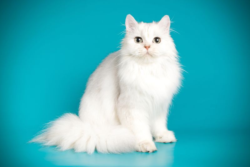 Persian: The Original Glamour Cats