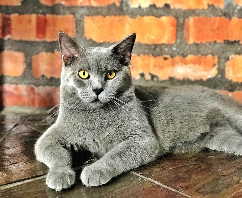 British Shorthair Maine Coon Mix