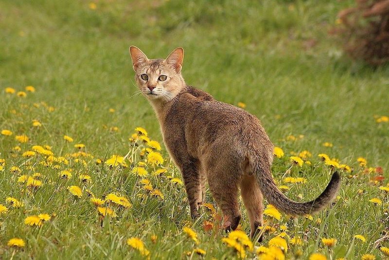 Chausie: The Jungle Prowler