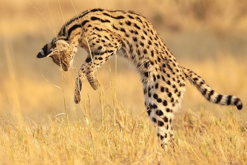 Savannah Sprinters: Half Wild, All Energy