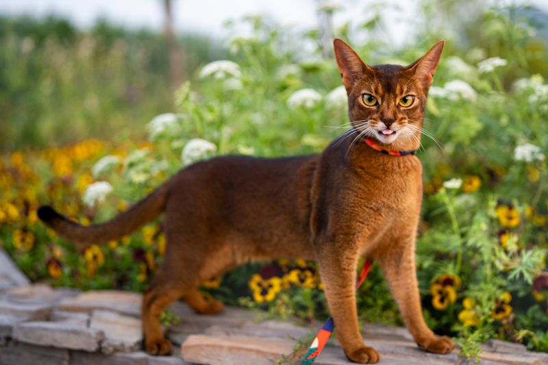 Abyssinian: The Perpetual Motion Machine
