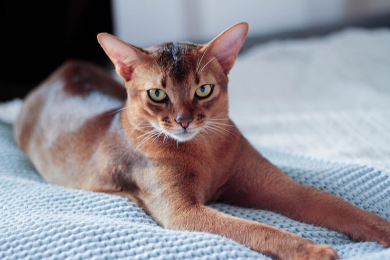 Abyssinian - The Agile Athlete