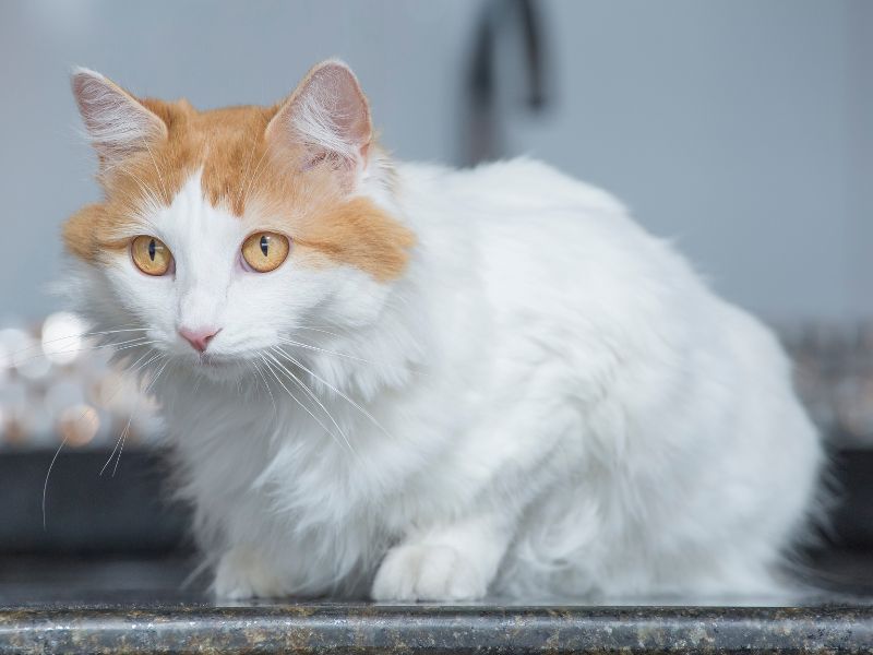 Turkish Van