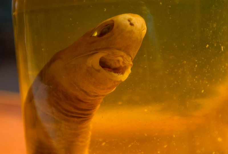 Cookiecutter Shark: The Parasitic Nibbler