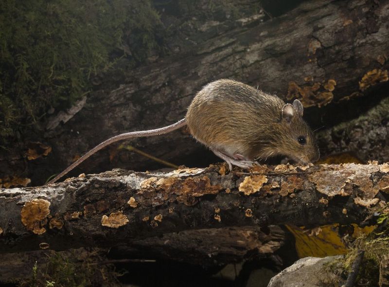 Burrowing Butterballs: Jumping Mice