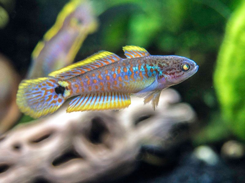Peacock Gudgeon