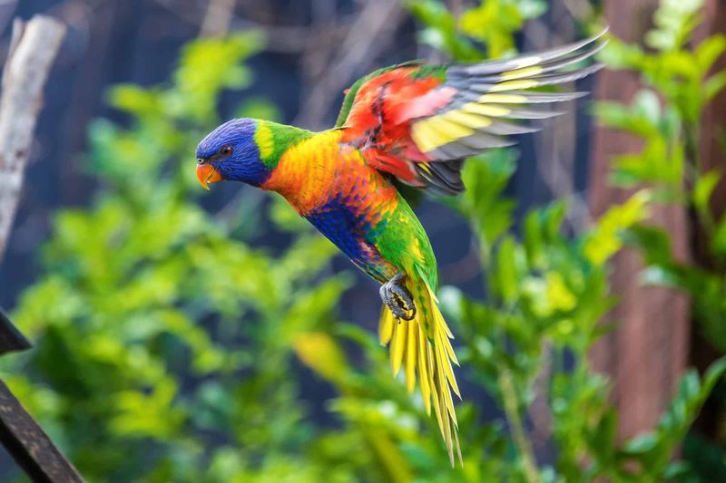 Rainbow Lorikeet