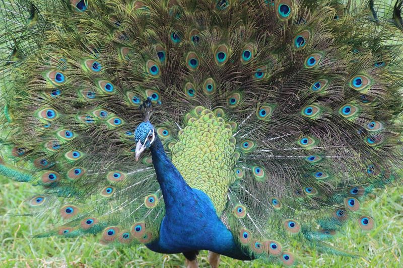 Indian Peafowl