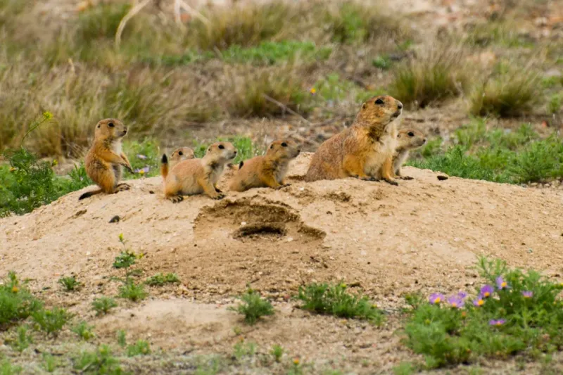Mexican Prairie Dogs