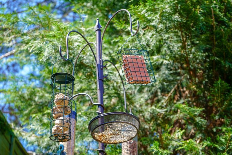 Dynamic Bird Feeders