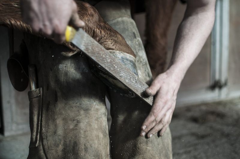 Remove Shoes From Aggressive Horses