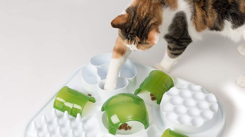 Feed Small, Frequent Meals