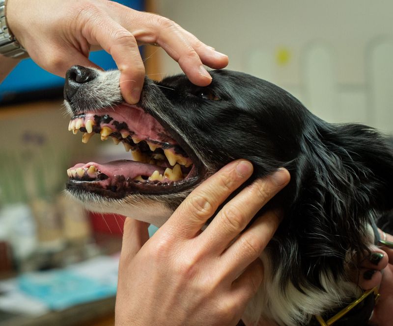 Perform Regular Mouth Checks At Home
