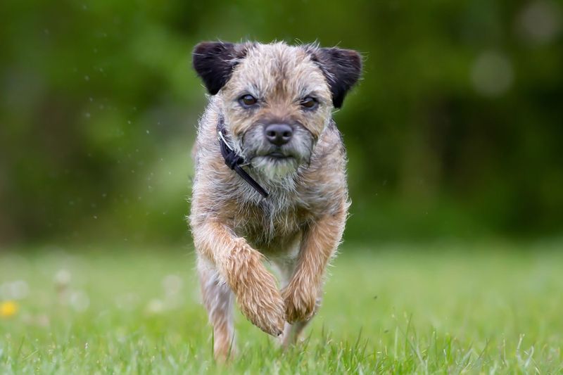 Border Terrier