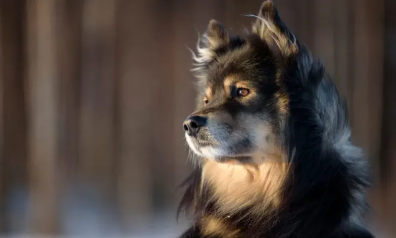 Finnish Lapphund