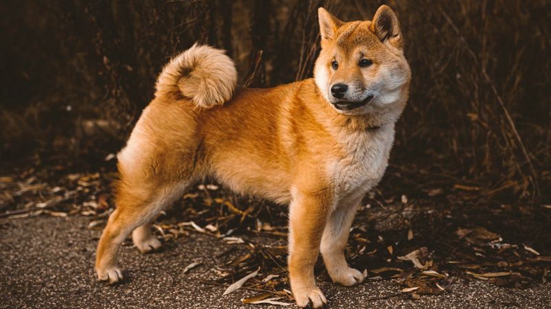 Shiba Inu