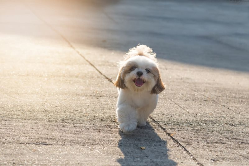 Shih Tzu
