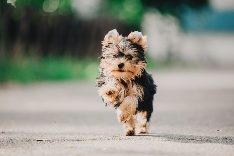 Yorkipoo – The Pint-Sized Personality