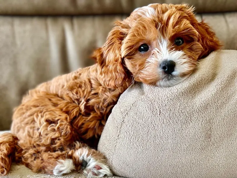 Cavapoo