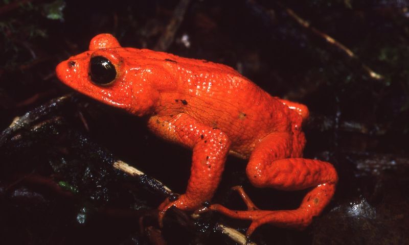 Golden Toad: The Brilliant Amphibian