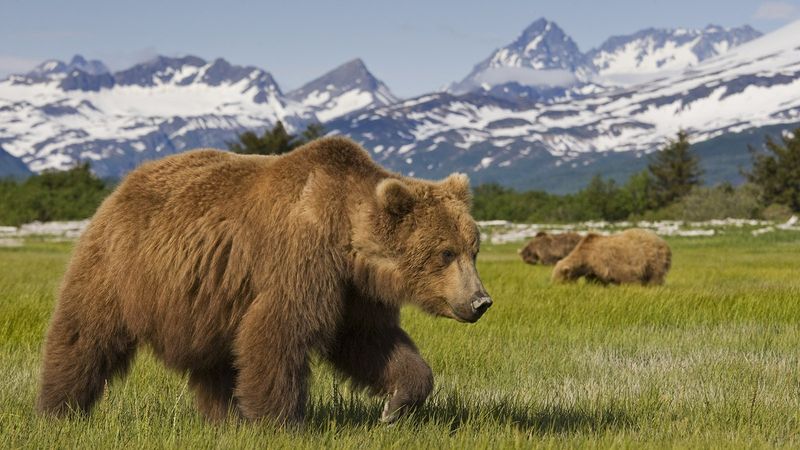 Historic Range Restoration