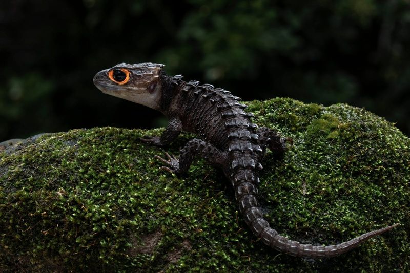 Hope For Other 'Extinct' Animals