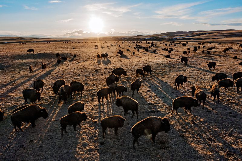 Genetic Diversity Preservation