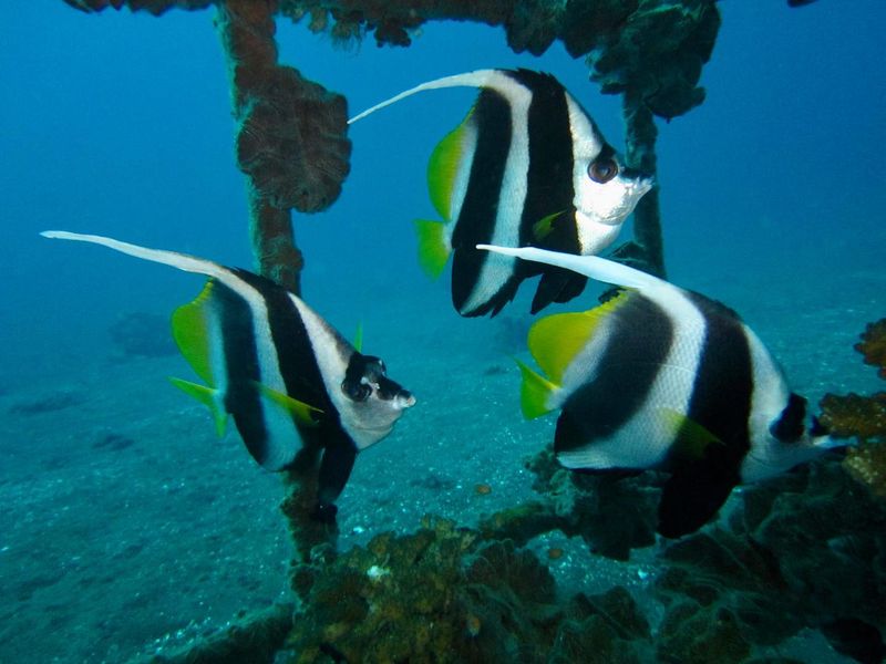 Shipping Channels Have Become Fish Highways