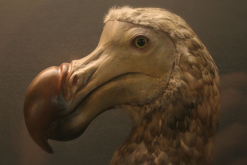 The Bird That Time Forgot
