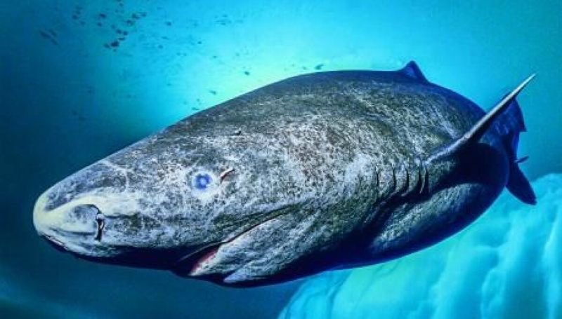 Ancient Ocean Wanderers