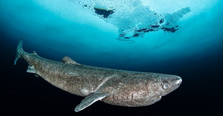 Scientists Confirmed A Fish That Can Live For 300 Years – Here Are 15 Fascinating Facts