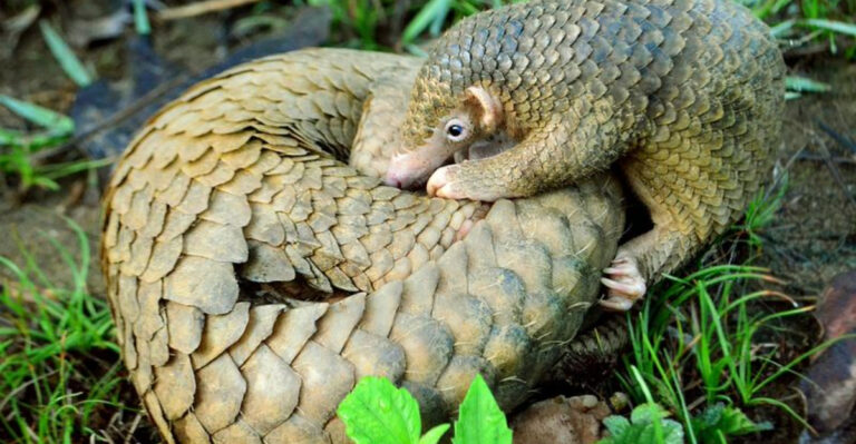 Scientists Discover Electric Pangolin In The Mojave Desert