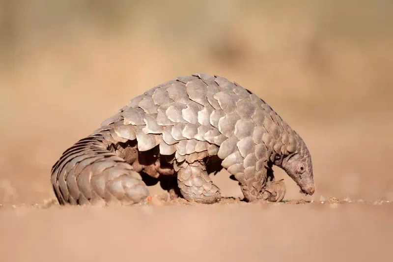 Discovery Of The Electric Pangolin