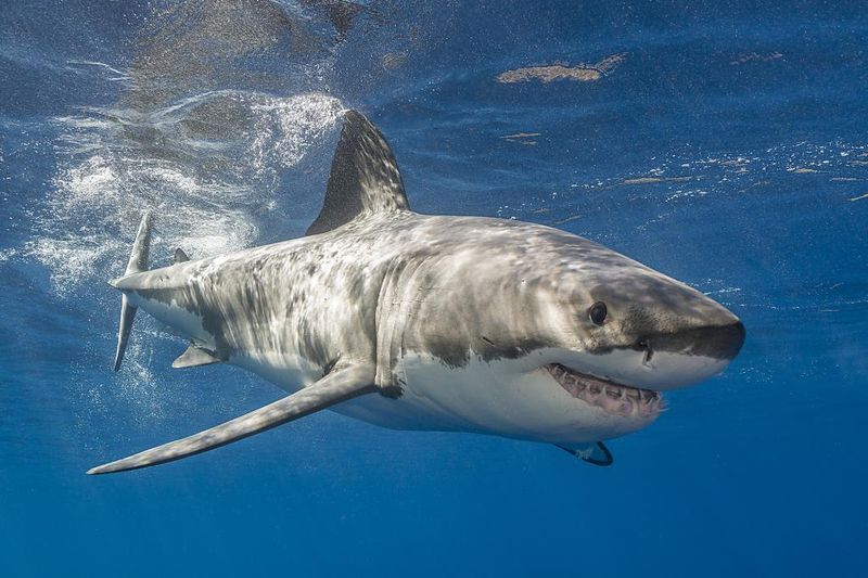 Shocking Discovery In Shark Tissue