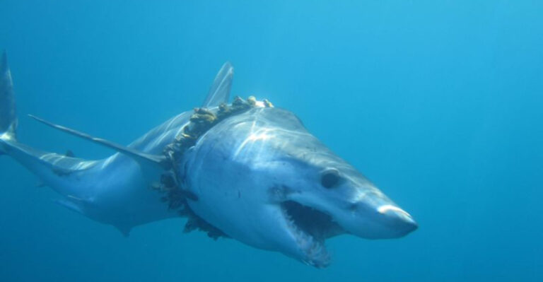 Scientists Discover Rare Earth Metals In Sharks: Is Human Waste The Source?