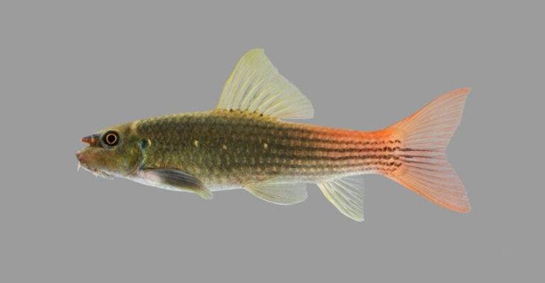 Scientists Discover Rare Fish Species That Doesn’t Just Swim – It Fights
