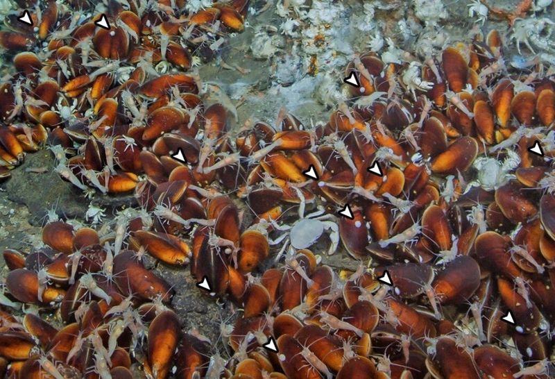 Pressure-Defying Deep-Sea Limpets